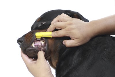 Hygiène des dents chien et chat : brosser, mastiquer, surveiller !
