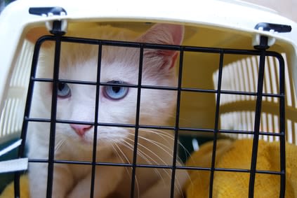 Un petit tranquillisant pour calmer mon chat ou mon chien ?