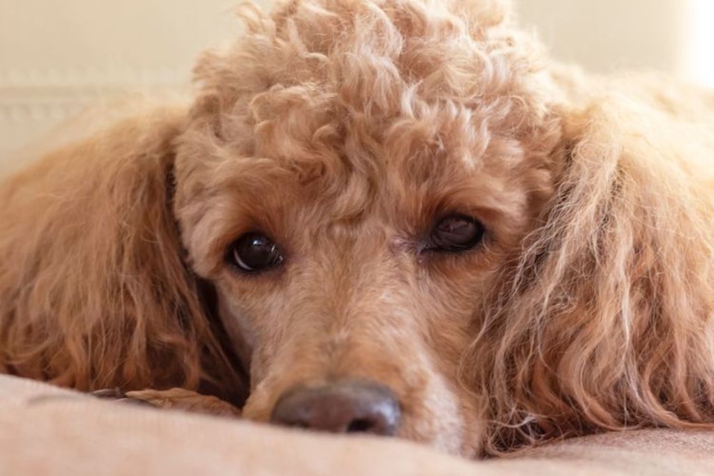 caniche_maladie_de_cushing