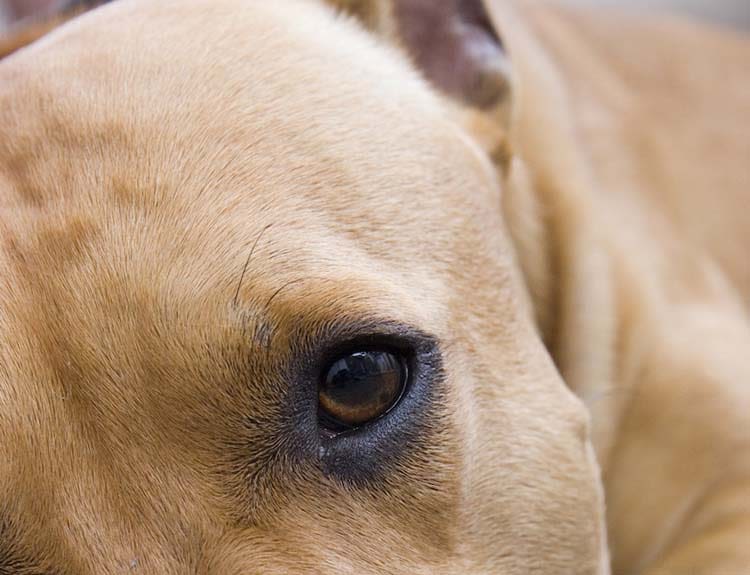 Cataracte : quels espoirs chez le chien âgé ?
