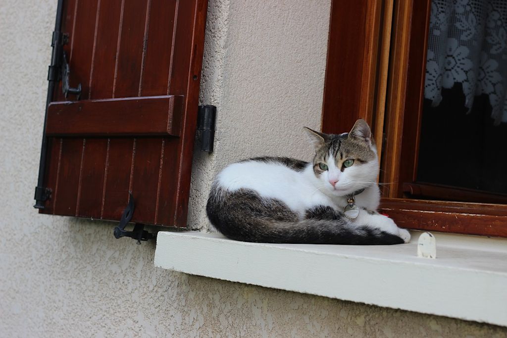 chat fenêtre