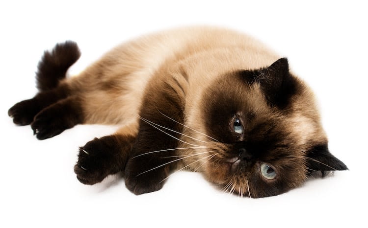 Mon chat est-il malade ? Quand faut-il s’inquiéter ?