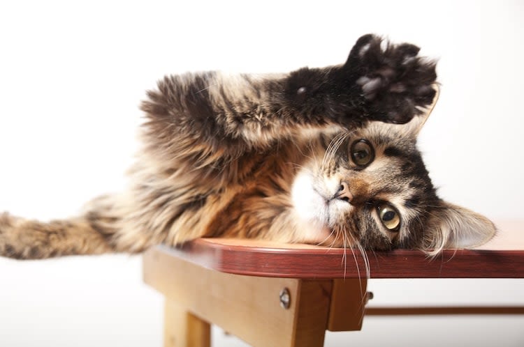 Pourquoi le chat « patoune »-t-il, doit-on s&rsquo;en inquiéter?