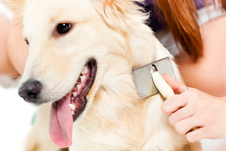 A l&rsquo;automne, chiens et chats perdent davantage de poils
