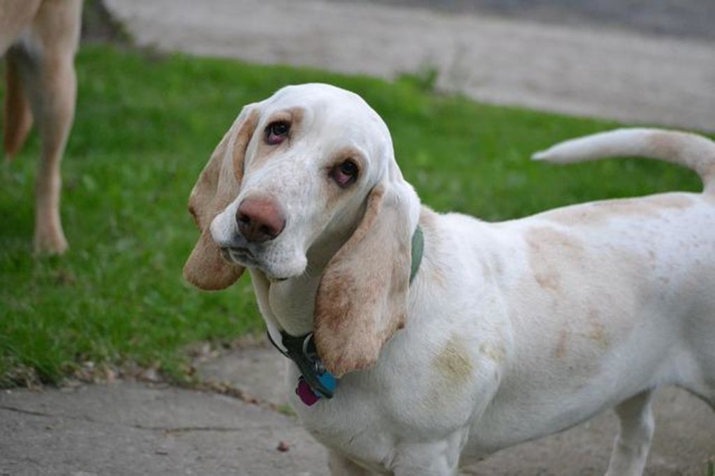 chien et trisomie