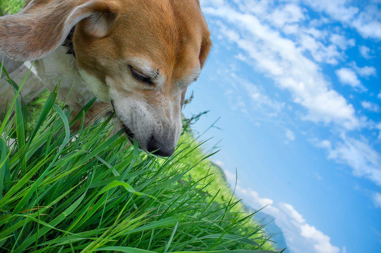 Intoxications : quels dangers pour le chien et comment réagir ?