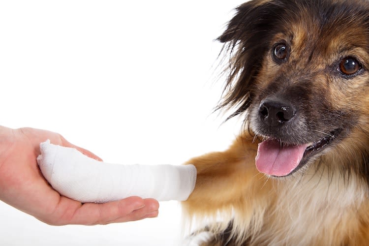 Comment bien nettoyer et soigner une plaie chez le chien ?