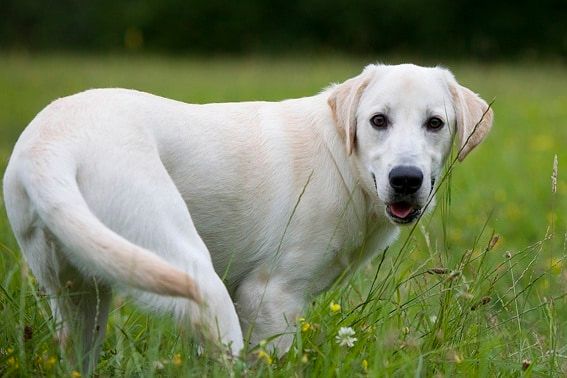 Pourquoi mon chien se mord-il la queue ?