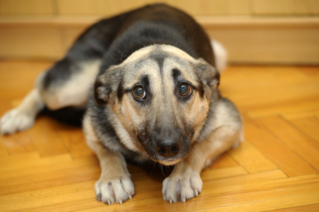 chien_trisomie