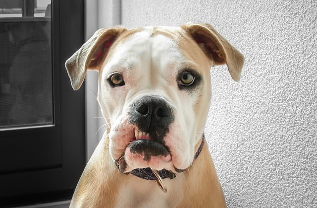 Un chien peut-il être trisomique ?