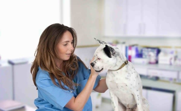 Vaccin contre la rage : quand faire le rappel
