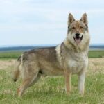 Chien-loup tchécoslovaque