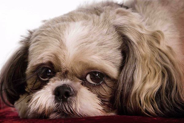 Diarrhées et vomissements du chien : quand s’inquiéter