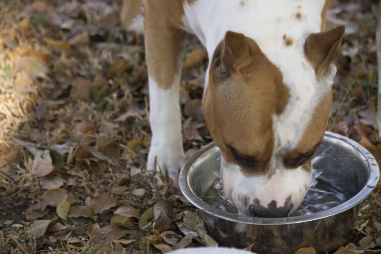 Pourquoi est-ce que mon chien ne boit pas ?