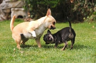 Cohabitation entre chiens : les bons réflexes à adopter