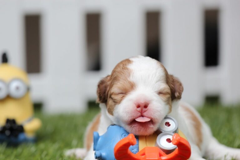 La gestation et mise bas chez le chien : ce qu’il faut savoir