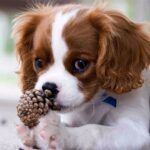 Cavalier King Charles