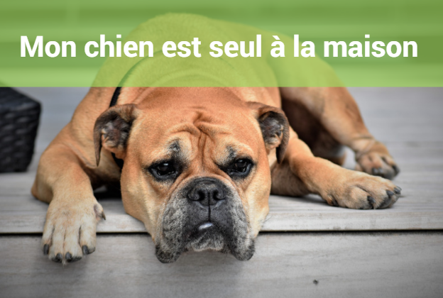 Comment laisser son chien seul à la maison