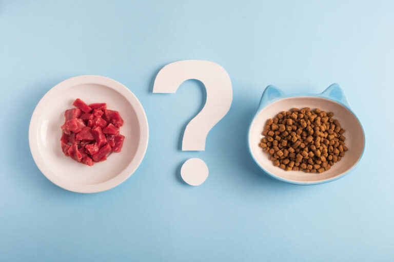 Wat moet een kitten eten om gezond groot te worden?