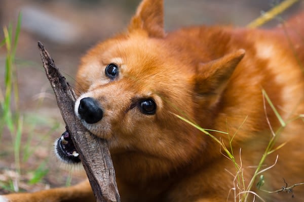 Jouer avec un bâton peut être dangereux pour le chien