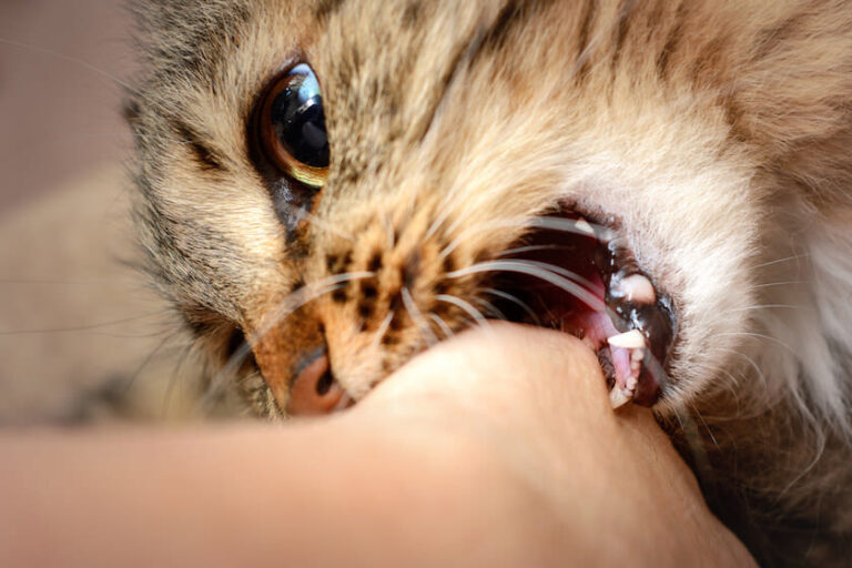 Help, ik heb een agressieve kat!