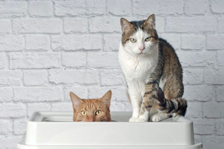Insuffisance rénale du chat : pas de distinction d&rsquo;âge
