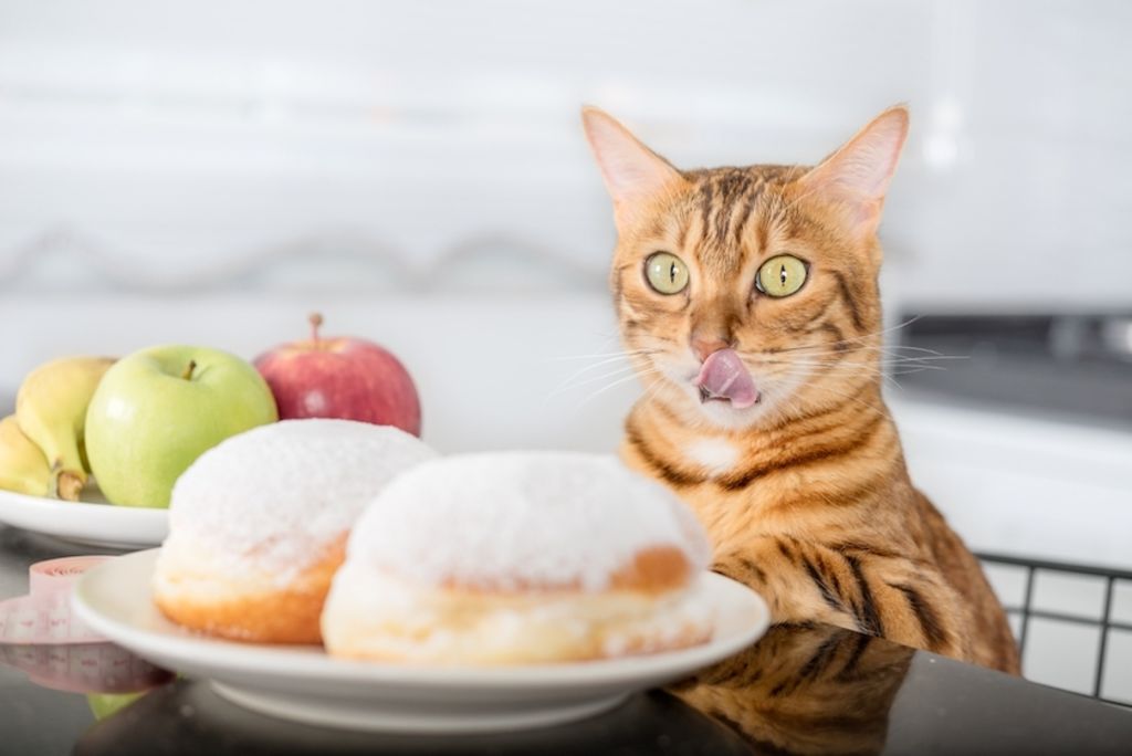 diabetes katten - 2-12