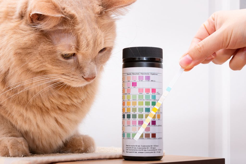 diabetes katten - 2-12