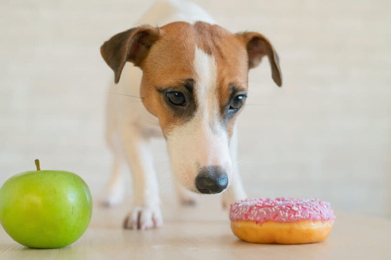 Hoe verloopt de behandeling van diabetes bij honden?