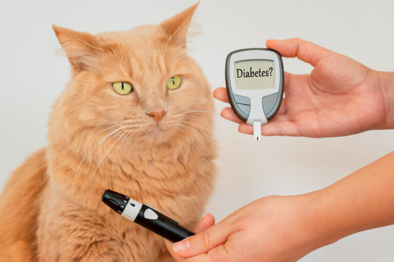 Diabetes mellitus bij katten