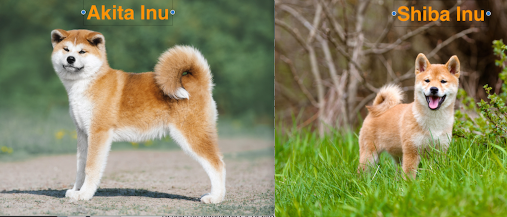 difference_entre_akita_inu_et_shiba_inu
