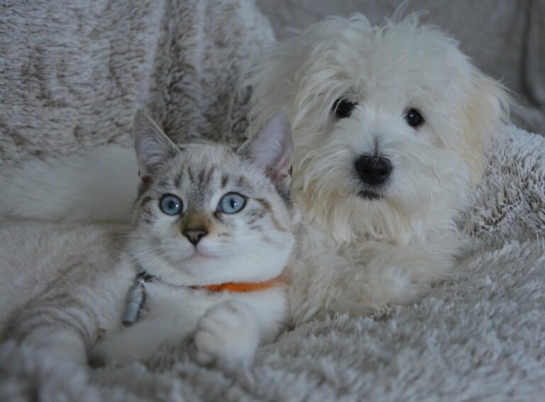 Cohabitation chien/chat : conseils