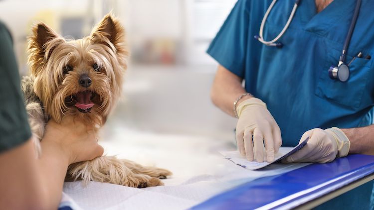 Le syndrome de Cushing chez le chien
