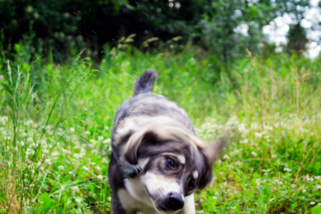 epillet oreille chien