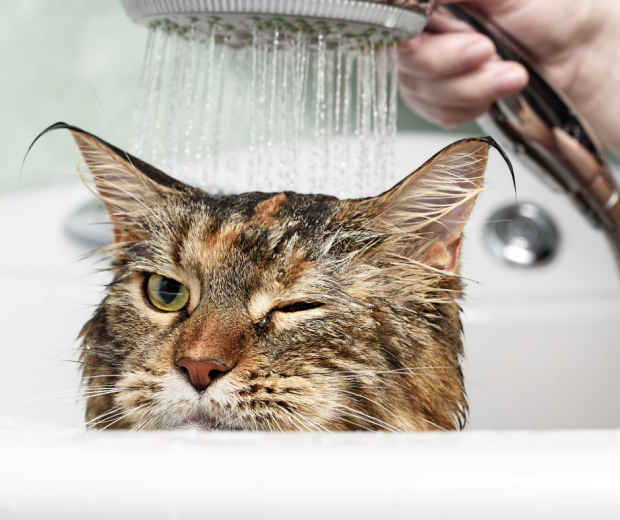 Peut-on laver son chat ?