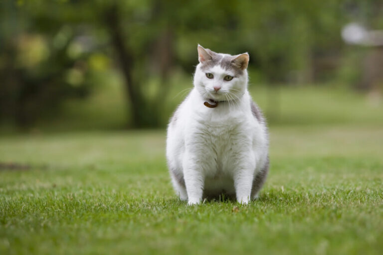 Houd je kat gezond en controleer zijn gewicht