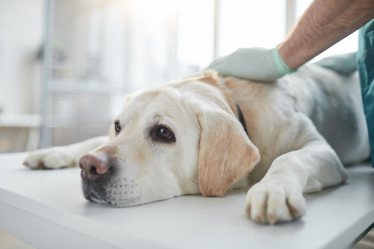Hernie discale chez le chien : symptômes, traitement, pronostic