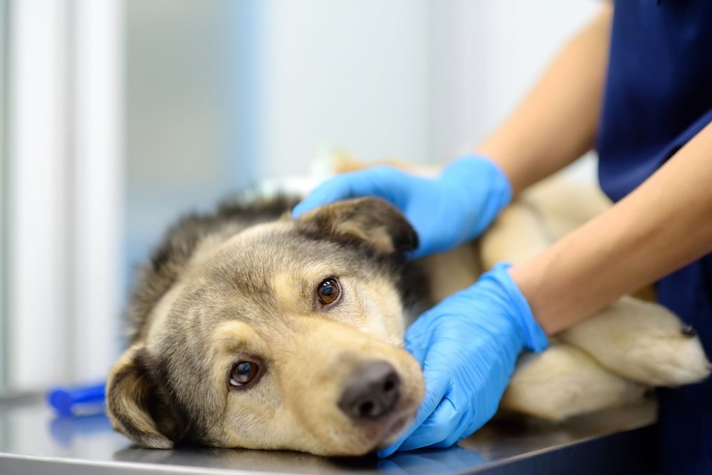 Hond wordt onderzocht