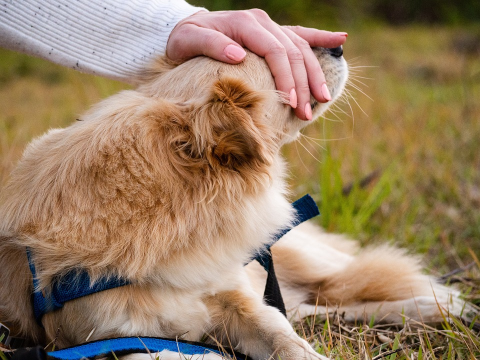  Hond eet brokjes van vloer