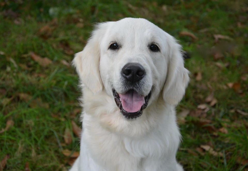 Vrouw aait een liggende hond