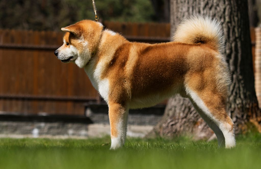 Kop van Akita Inu
