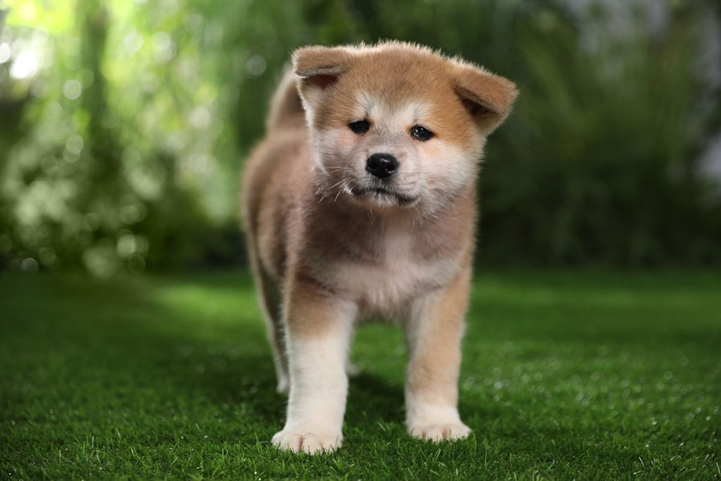 Hond staat buiten