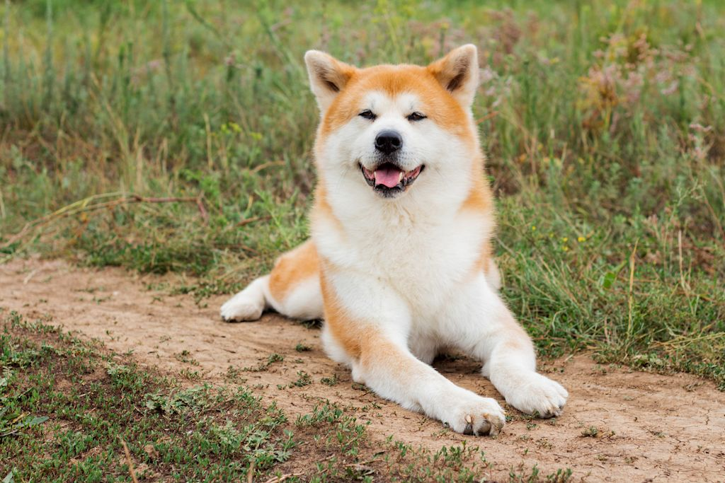 Akita Inu ligt op bank