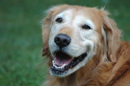 Incontinence urinaire : que faire chez le chien âgé