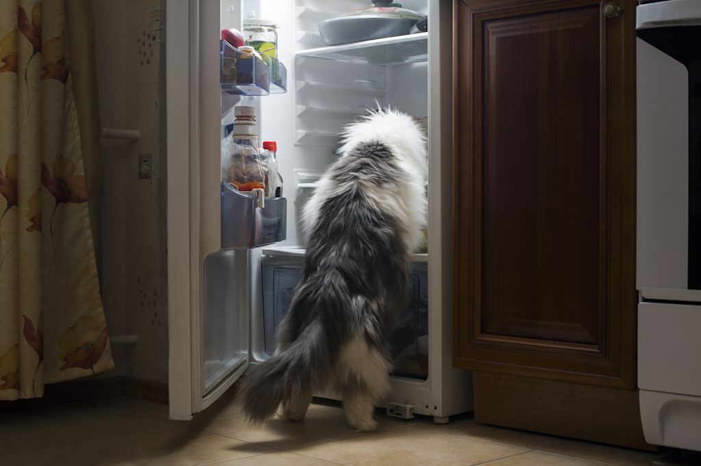 Kat onderzoekt open koelkast in de keuken