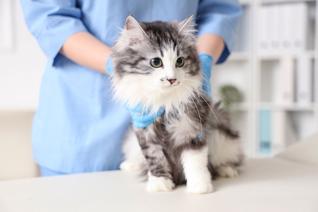 Dierenarts onderzoekt kat
