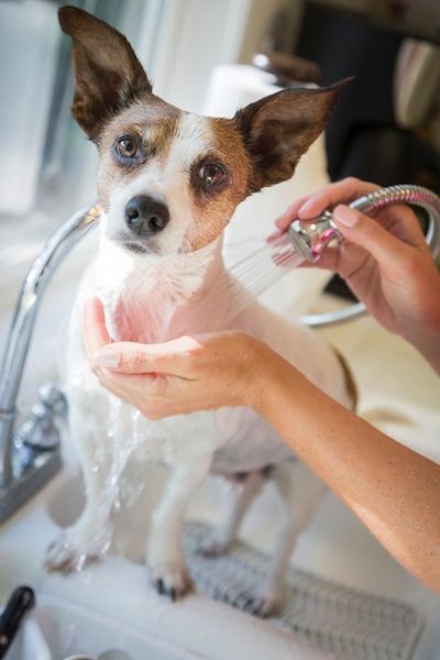 Allez le chien, à la douche !