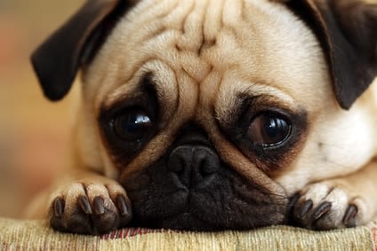 Solitude : le chien a-t-il la notion du temps ?