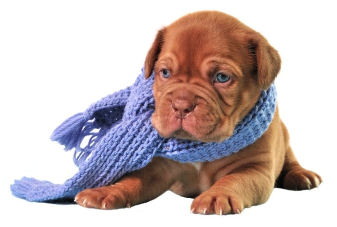 Le chien peut-il attraper un rhume ?