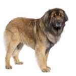 Leonberg